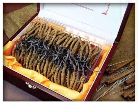 朝天冬虫夏草回收